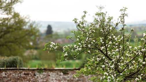 White blossom on a tree at Acorn Bank. The tree is on the right, and to the centre and left is a view from the garden, across the old brick walls, to the fields and hills beyond.